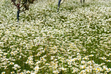 Sonsuz papatya tarlası bir yaz günü