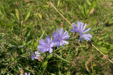 Arka planda mavi hindiba çiçeğinin yakın plan görüntüsü.