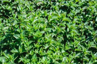 Nane yaprağı dokusu yakın, yeşil nane yaprağı deseni. Taze organik arkaplan