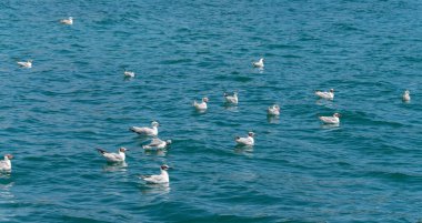 Karadeniz 'in turkuaz sularında bir martı sürüsü yüzüyor.