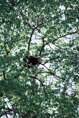 Tatlı kırmızı panda bahar ormanında bir ağaca tırmanıyor. Ağaçtaki küçük panda