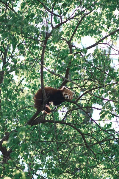 Cute red panda climbs a tree in the spring forest