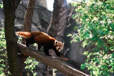Cute (red) lesser panda is walking  on the tree in the spring forest close up. Lovely mammal portrait