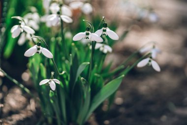 Cute small snowdrop flowers close up in the sunny spring garden. Beautiful wild Galanthus bush on the meadow. First primroses close-up