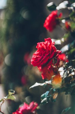 Big lush red rose close up in sunny spring garden. Bright flower on the sun. Sunny blooming with bokeh