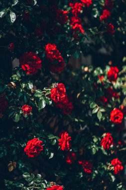 Bright red roses on the dark natural background in the sunny summer garden close up. Beautiful lush tender flowers on the sun. Colorful bush in full bloom