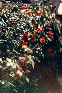 Bright bush with red roses in the sunny summer garden close up. Beautiful tender flowers on the sun