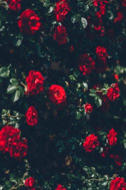 Bright red roses on the dark natural background in the sunny summer garden close up. Beautiful lush tender flowers on the sun. Colorful bush in full bloom