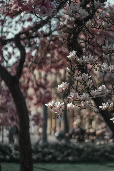 Licytuj Duże Kwiaty Magnolii Kwitnącym Drzewie Wiosennym Ogrodzie Różowe Gałęzie — Zdjęcie stockowe