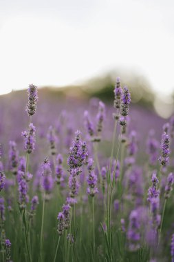 Gün batımındaki güzel lavanta tarlası. Güzel kokulu lavanta çiçekleri kapanıyor. Fransız aşkı. Fransa 'nın resimli kırsalında