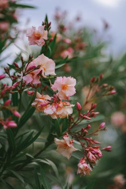 Adriyatik kıyısında açık pembe zakkum çiçekleri kapanıyor. Yazın çiçek açan doğayla sıcak bir Avrupa kasabası. Güzel yeşil makro çekim. Çiçek açan tropikal ağacın ihtişamı 