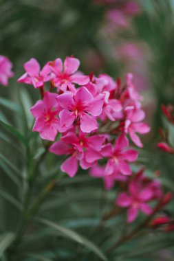 Adriyatik kıyısında zarif pembe zakkum çiçekleri kapanıyor. Çiçek açan doğayla gelişen Avrupa kasabası. Güzel yeşil makro çekim. Çiçek açan tropikal ağacın ihtişamı 