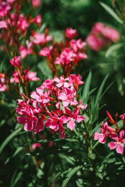 Adriyatik kıyısında zarif pembe zakkum çiçekleri kapanıyor. Çiçek açan doğayla gelişen Avrupa kasabası. Güzel yeşil makro çekim. Çiçek açan tropikal ağacın ihtişamı 