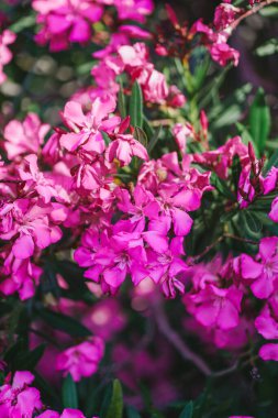 Adriyatik kıyısında zarif pembe zakkum çiçekleri kapanıyor. Çiçek açan doğayla gelişen Avrupa kasabası. Güzel yeşil makro çekim. Çiçek açan tropikal ağacın ihtişamı 