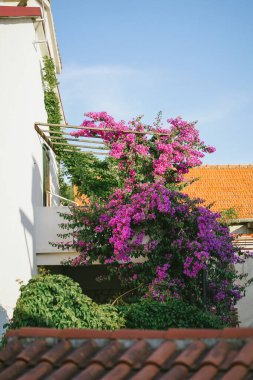 Adriyatik kıyısındaki antik evin terasındaki parlak begonviller. Akdeniz 'de güneşli bir yaz. Adriyatik Denizi yakınlarındaki küçük Avrupa kasabası 