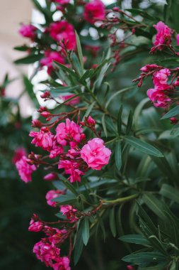 Adriyatik kıyısında zarif pembe zakkum çiçekleri kapanıyor. Çiçek açan doğayla gelişen Avrupa kasabası. Güzel yeşil makro çekim. Çiçek açan tropikal ağacın ihtişamı 