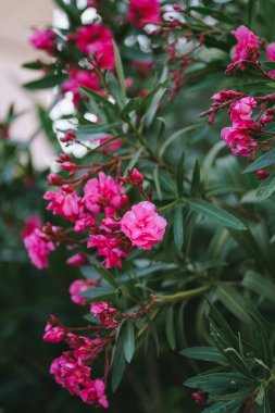 Adriyatik kıyısında zarif pembe zakkum çiçekleri kapanıyor. Çiçek açan doğayla gelişen Avrupa kasabası. Güzel yeşil makro çekim. Çiçek açan tropikal ağacın ihtişamı 