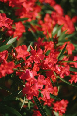 Adriyatik kıyısında parlak kırmızı zakkum çiçekleri güneşe yakın. Gelişmekte olan Avrupa kasabası. Doğal duvar kağıtları. Mavi gökyüzü arka planında renkli kırmızı çiçekler