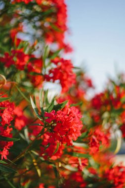Adriyatik kıyısında parlak kırmızı zakkum çiçekleri güneşe yakın. Gelişmekte olan Avrupa kasabası. Doğal duvar kağıtları. Mavi gökyüzü arka planında renkli kırmızı çiçekler