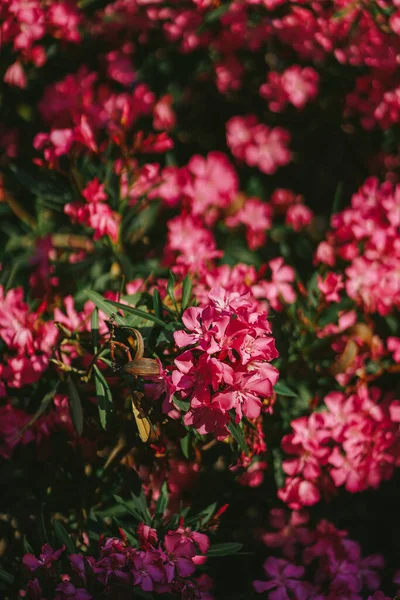 stock image Delicate pink oleander flowers close up on the Adriatic coast. Blossoming european town with blooming nature. Beautiful macro shot. Blooming tropical tree on the sun