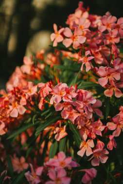 Adriyatik kıyısında zarif pembe zakkum çiçekleri kapanıyor. Çiçek açan doğayla gelişen Avrupa kasabası. Güzel makro çekim. Güneşte açan tropikal ağaç