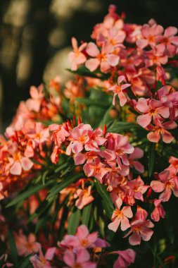 Adriyatik kıyısında zarif pembe zakkum çiçekleri kapanıyor. Çiçek açan doğayla gelişen Avrupa kasabası. Güzel yeşil makro çekim. Çiçek açan tropikal ağacın ihtişamı 