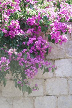 Metin ve parlak bougainvillea çiçekleri için alanı olan antik taş arka plan. Çiçekli mor dallar Adriyatik kıyısındaki tüm evleri kapladı