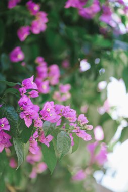 Güneşli Adriyatik kıyısında parlak mor Bougainvillea. Güzel tropikal çiçekler kapanıyor