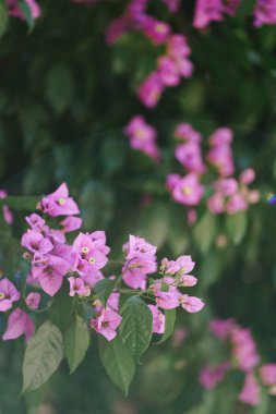 Açık mor Bougainvillea, güneşli Adriyatik kıyısında koyu yeşil arka planda. Güzel tropikal çiçekler kapanıyor