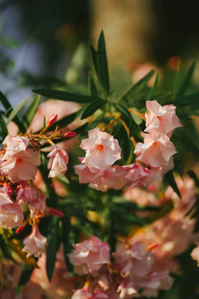 Tender Pink Oleander Flowers Close Adriatic Coast Blossoming European Town — Stock Photo, Image