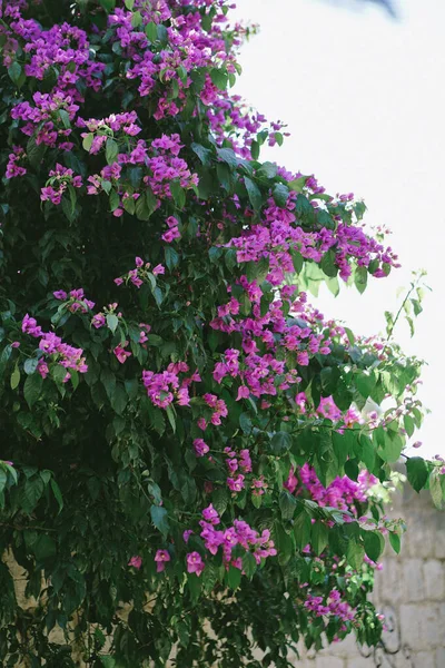 在阳光灿烂的亚得里亚海沿岸明亮的紫色小花 大量美丽的热带花朵紧凑在一起 紫罗兰 开着枝条 有太阳光 — 图库照片