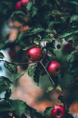 Sonbahar bahçesinde yağmurdan sonra dalda olgun kırmızı elmalar. Koyu yeşil arkaplanda renkli tatlı meyveler