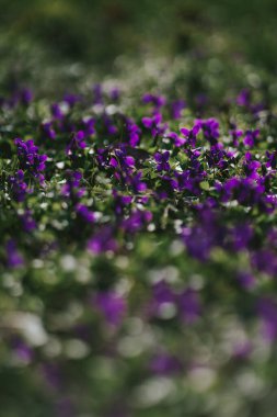 Güneşli çayırdaki taze çimlerin arasında parlak küçük menekşeler.
