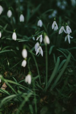 Çayırdaki çimlerin arka planında büyüleyici kar damlaları. Ormandaki ilk çiçekler. Baharda küçük çuha çiçekleri 