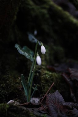 Charming snowdrops on the dark ground backgound on the meadow. First flowers in the forest. Small primroses in the early spring in the mountains clipart