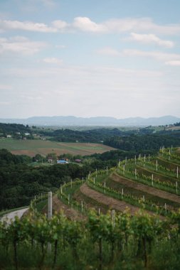Hırvatistan 'ın güneşli dağlarındaki resimli yeşil üzüm tarlaları
