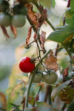 Bahçedeki yeşil çalıların üzerinde olgun kırmızı domatesler. Küçük, sağlıklı sebzeler. Yaz hasadı. Vejetaryen yaşam tarzı