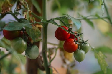 Bahçedeki yeşil yaprakların arasında taze olgun domatesler. Küçük, sağlıklı, kırmızı sebzeler. Yaz hasadı. Vejetaryen yemeği.