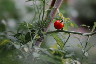 Lezzetli domates bahçedeki yeşil yaprakların arasında kapanıyor. Sağlıklı beslenmek için taze çiğ sebze. Parlak yaz hasadı. Vejetaryen yemeği