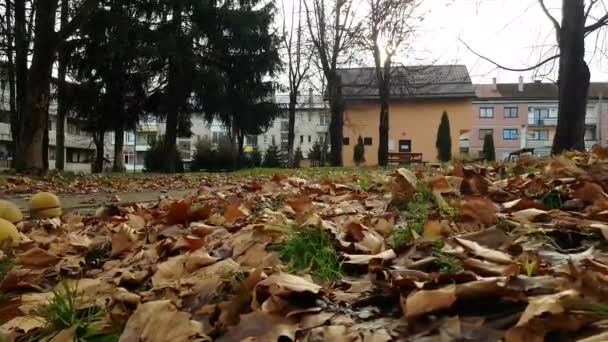Vítr Nese Podzimní Listí Městském Parku — Stock video