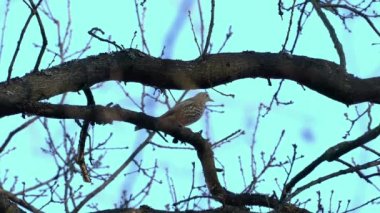 Mistle Thrush on the tree, spring (Turdus viscivorus)