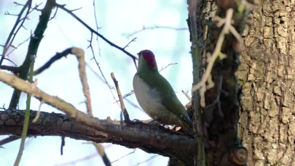 European Green Woodpecker Tree Female Picus Viridis — Stockvideo