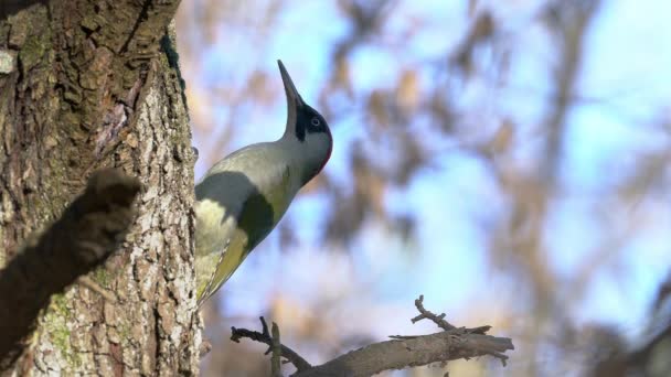树上的欧洲绿色啄木鸟 山核桃 — 图库视频影像