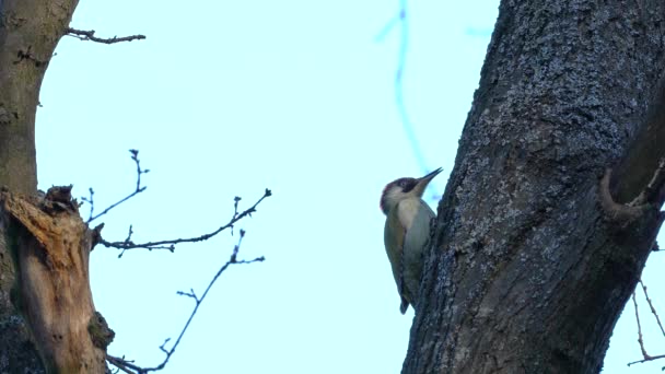 European Green Woodpecker Tree Female Picus Viridis — Stock video