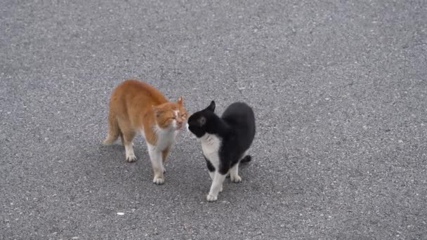 Male Cats Threatening Meeting Mating Season — стоковое видео