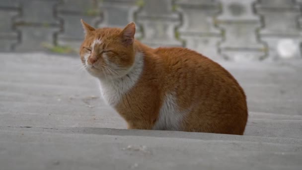 Männliche Katze Forschung Der Paarungszeit — Stockvideo