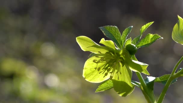 Hellebore Квітка Весняна Helleborus Dumetorum — стокове відео