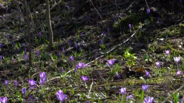 Yeşil çiçekli Hellebore, Spring Crocus (Helleborus dumetorum)