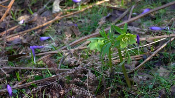 Hellebore Квітка Весняна Helleborus Dumetorum — стокове відео