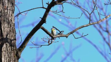 Crested Tit on tree in spring (Lophophanes cristatus)